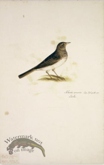 85 Swedish Birds . Alauda Arvensis, Skylark